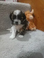 Bo, a male Shihpoo for sale in Independence, MO – 8 of 8