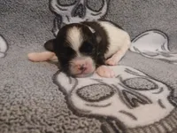Jack, a male Shihpoo and Shih Tzu for sale in Independence, MO – 6 of 10