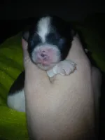 Jack, a male Shihpoo and Shih Tzu for sale in Independence, MO – 9 of 10