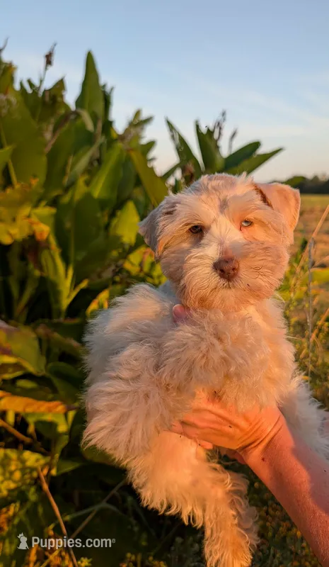Graham (AKC, HEALTH TESTED) – Miniature Schnauzer puppy for sale in Unadilla, GA