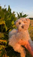 Graham , a male Miniature Schnauzer for sale in Unadilla, GA – 3 of 4