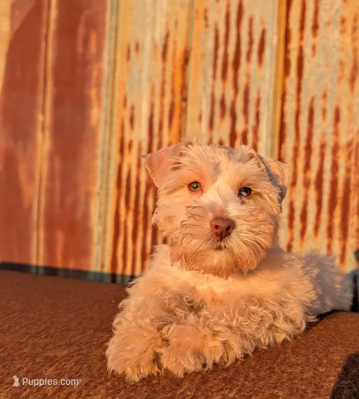 Graham (AKC, HEALTH TESTED) Red – Miniature Schnauzer puppy for sale in Unadilla, GA