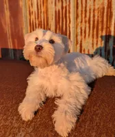 Marshmallow , a male Miniature Schnauzer for sale in Unadilla, GA – 3 of 4