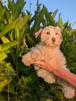 Coco, a female Miniature Schnauzer for sale in Unadilla, GA – 4 of 5