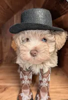 Graham (AKC, HEALTH TESTED), a male Miniature Schnauzer for sale in Unadilla, GA – 6 of 8