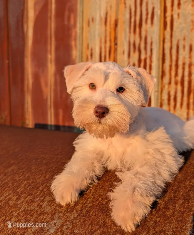 Marshmallow (AKC, PARENTS HEALTH TESTED) – Miniature Schnauzer puppy for sale in Unadilla, GA