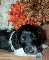 Tux , a male Miniature Dachshund for sale in Unadilla, GA – 7 of 7