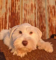 Marshmallow , a male Miniature Schnauzer for sale in Unadilla, GA – 2 of 4