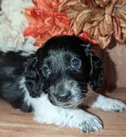 Tux , a male Miniature Dachshund for sale in Unadilla, GA – 5 of 7