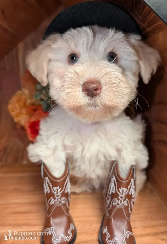Marshmallow (AKC, PARENTS HEALTH TESTED) – Miniature Schnauzer puppy for sale in Unadilla, GA
