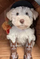 Marshmallow (AKC, PARENTS HEALTH TESTED), a male Miniature Schnauzer for sale in Unadilla, GA – 5 of 6