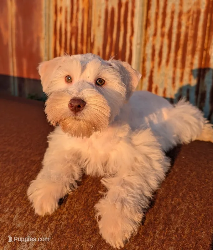 Marshmallow  – Miniature Schnauzer puppy for sale in Unadilla, GA