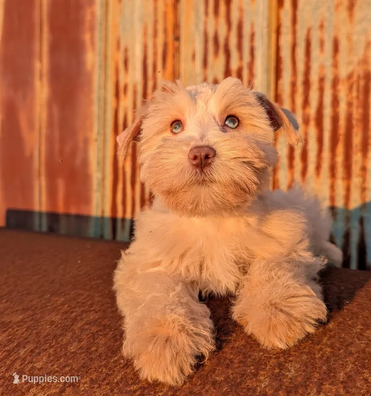 Coco – Miniature Schnauzer puppy for sale in Unadilla, GA