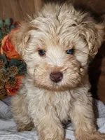 Graham (AKC, HEALTH TESTED), a male Miniature Schnauzer for sale in Unadilla, GA – 5 of 8