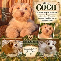 Coco (AKC, PARENTS HEALTH TESTED), a female Miniature Schnauzer for sale in Unadilla, GA – 7 of 7