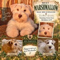 Marshmallow (AKC, PARENTS HEALTH TESTED), a male Miniature Schnauzer for sale in Unadilla, GA – 6 of 6