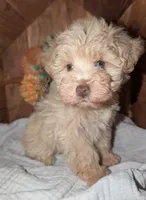Graham (AKC, HEALTH TESTED), a male Miniature Schnauzer for sale in Unadilla, GA – 7 of 8