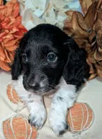 Tux , a male Miniature Dachshund for sale in Unadilla, GA – 2 of 7