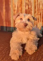 Coco, a female Miniature Schnauzer for sale in Unadilla, GA – 3 of 5