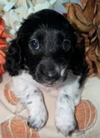 Tux , a male Miniature Dachshund for sale in Unadilla, GA – 1 of 7