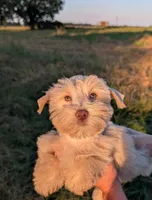 Coco, a female Miniature Schnauzer for sale in Unadilla, GA – 5 of 5