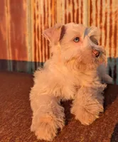 Coco, a female Miniature Schnauzer for sale in Unadilla, GA – 2 of 5