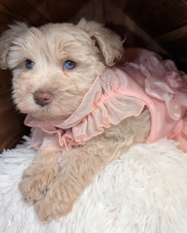 Coco (AKC, PARENTS HEALTH TESTED) – Miniature Schnauzer puppy for sale in Unadilla, GA