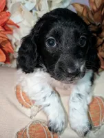 Tux , a male Miniature Dachshund for sale in Unadilla, GA – 6 of 7