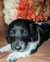 Tux , a male Miniature Dachshund for sale in Unadilla, GA – 4 of 7