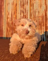 Graham , a male Miniature Schnauzer for sale in Unadilla, GA – 4 of 4