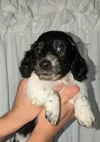 Tux , a male Miniature Dachshund for sale in Unadilla, GA – 3 of 7