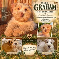Graham (AKC, HEALTH TESTED), a male Miniature Schnauzer for sale in Unadilla, GA – 8 of 8