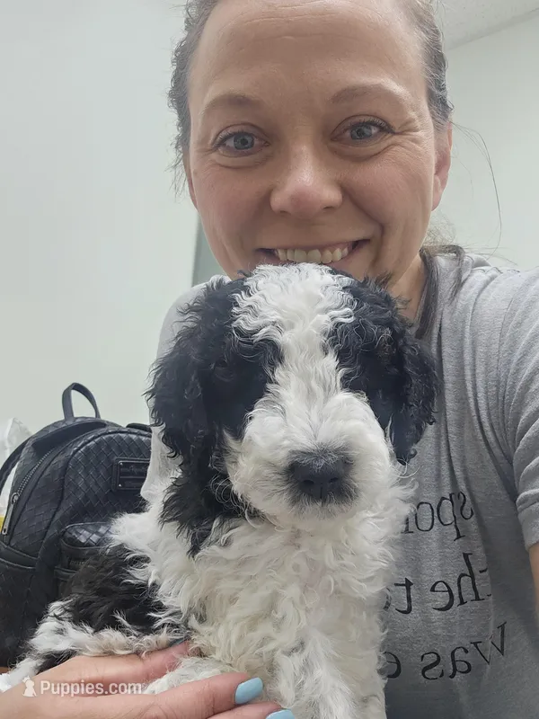 Jeffery  – Goldendoodle, Sheepadoodle puppy for sale in Weaverville, NC