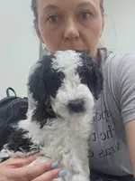 Jeffery , a male Goldendoodle and Sheepadoodle for sale in Weaverville, NC – Photo 2 of 3