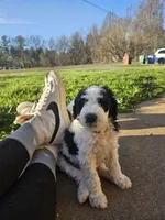 Jeffery , a male Goldendoodle and Sheepadoodle for sale in Weaverville, NC – Photo 3 of 3