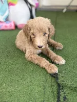 Canelo, a male Goldendoodle for sale in Los Angeles, CA – 4 of 4