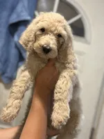 Wuero, a male Goldendoodle for sale in Los Angeles, CA – 3 of 4