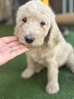 Wuero, a male Goldendoodle for sale in Los Angeles, CA – 2 of 4