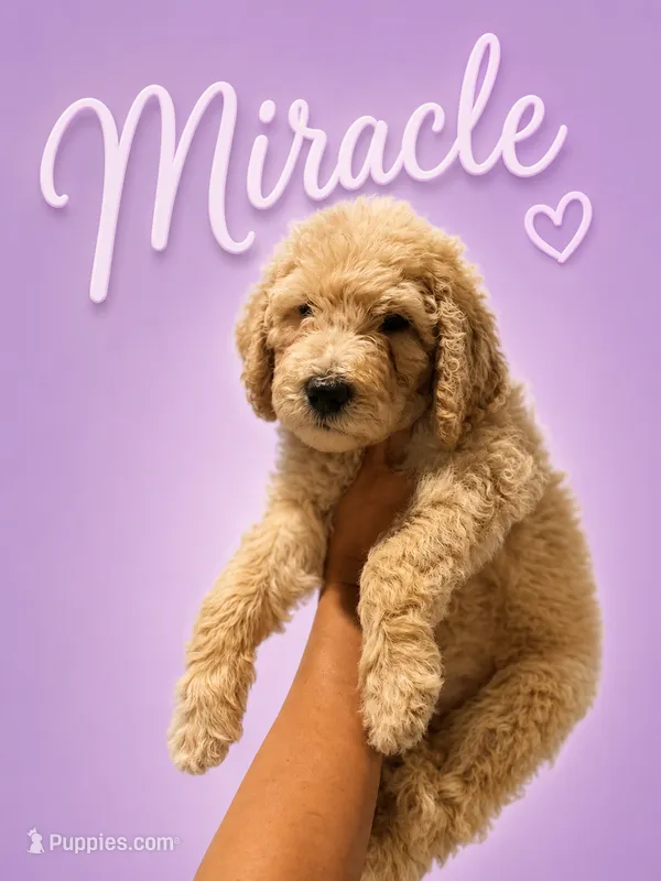 Miracle – Goldendoodle puppy for sale in Los Angeles, CA