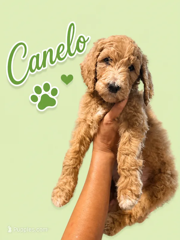 Canelo – Goldendoodle puppy for sale in Los Angeles, CA