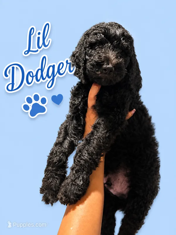 Lil Dodger – Goldendoodle puppy for sale in Los Angeles, CA