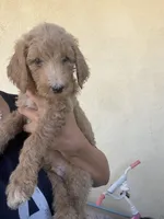 Canelo, a male Goldendoodle for sale in Los Angeles, CA – 3 of 4