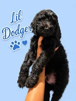 Lil Dodger, a male Goldendoodle for sale in Los Angeles, CA – 2 of 2