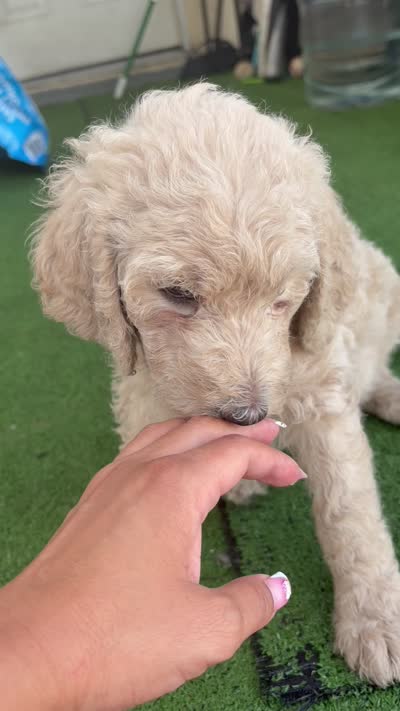 Wuero, a male Goldendoodle for sale in Los Angeles, CA – 4 of 4
