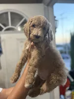 Canelo, a male Goldendoodle for sale in Los Angeles, CA – 2 of 4