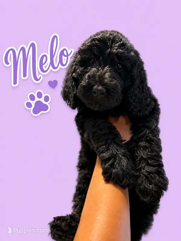 Melo – Goldendoodle puppy for sale in Los Angeles, CA
