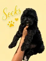 Socks, a female Goldendoodle for sale in Los Angeles, CA – 1 of 1