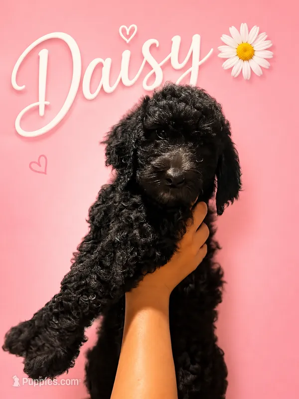 Daisy – Goldendoodle puppy for sale in Los Angeles, CA