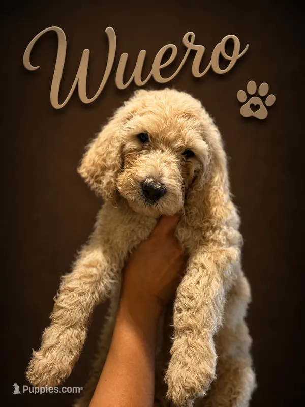 Wuero – Goldendoodle puppy for sale in Los Angeles, CA