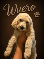 Wuero, a male Goldendoodle for sale in Los Angeles, CA – 1 of 4